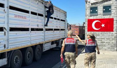 Diyarbakır’da belgesiz hayvan taşıyanlara jandarmadan denetim