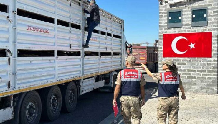 Diyarbakır’da belgesiz hayvan taşıyanlara jandarmadan denetim