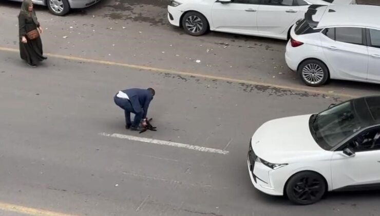 Diyarbakır’da sürücü çarptığı kediyi veterinere götürdü