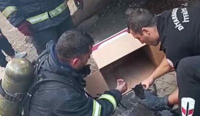 Diyarbakır’da yangında mahsur kalan yavru kedileri itfaiye kurtardı