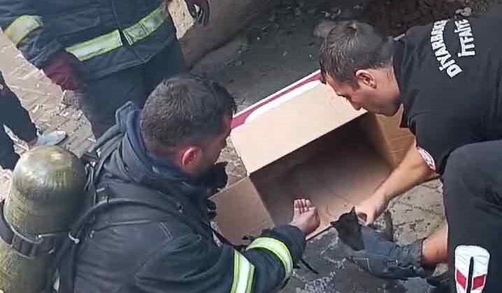 Diyarbakır’da yangında mahsur kalan yavru kedileri itfaiye kurtardı