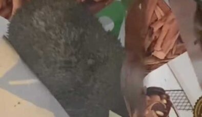 Elazığ’da kirpi, kutudaki pastayı afiyetle yedi