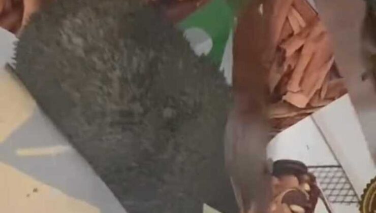 Elazığ’da kirpi, kutudaki pastayı afiyetle yedi