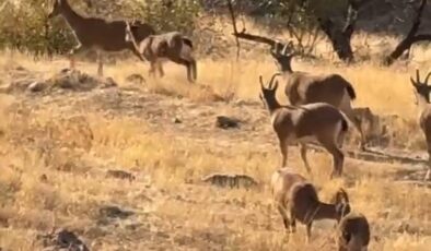 Elazığ’da koruma altındaki dağ keçileri görüntülendi