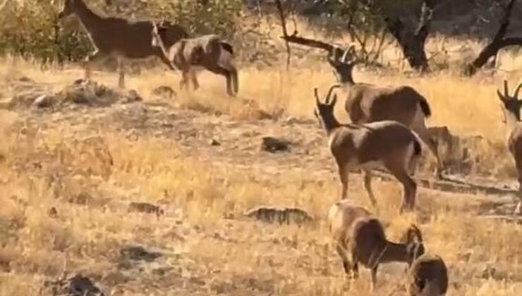 Elazığ’da koruma altındaki dağ keçileri görüntülendi