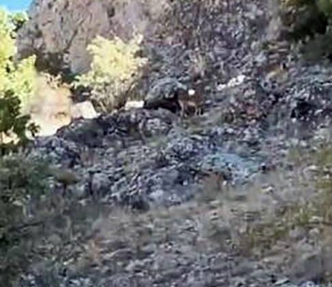 Elazığ’da koruma altındaki dağ keçileri sürü halinde görüntülendi