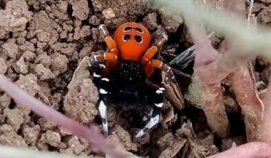 Elazığ’da nadir görülen zehirli Uğur Böceği Örümceği bulundu