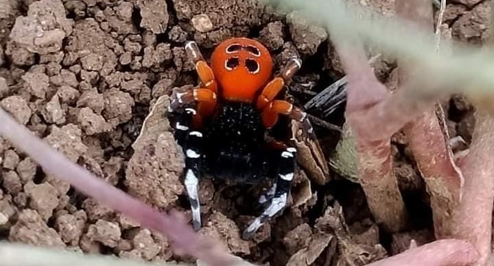 Elazığ’da nadir görülen zehirli Uğur Böceği Örümceği bulundu