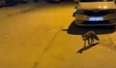 Elazığ’da tilkiden şehir gezintisi