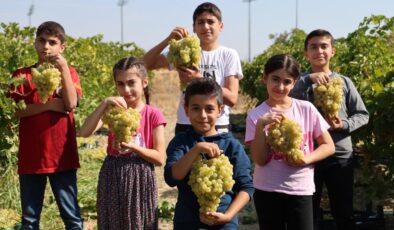 Elazığ’da üzüm hasadına çocukların neşesi renk kattı
