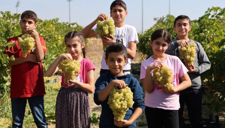 Elazığ’da üzüm hasadına çocukların neşesi renk kattı