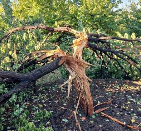 Elazığ’da yıldırım isabet eden ağaç ikiye ayrıldı