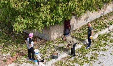 Erzincan’da ince kabuklu ceviz hasadı başladı