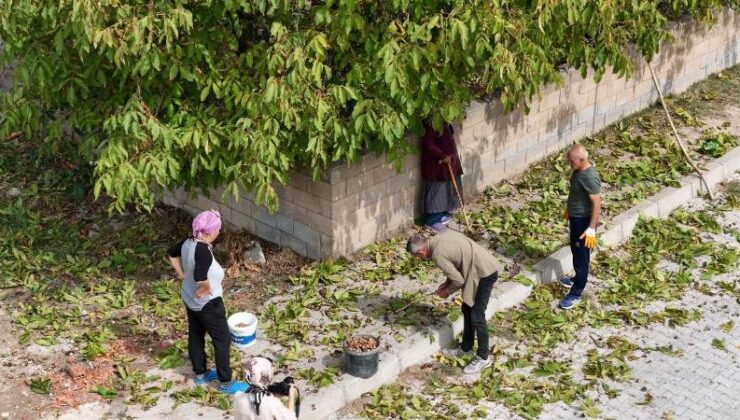 Erzincan’da ince kabuklu ceviz hasadı başladı