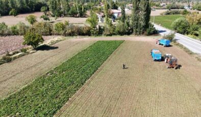 Erzincan’da şeker pancarı hasadı başladı