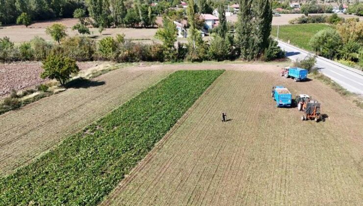 Erzincan’da şeker pancarı hasadı başladı