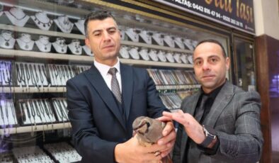 Erzurum’da yırtıcılardan kaçan kınalı kekliğe zabıta sahip çıktı