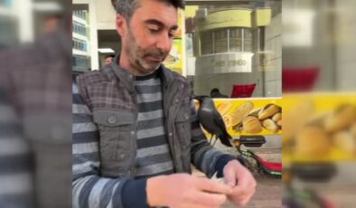 Esnaf, iş yeri önüne gelen kargayı eliyle besliyor