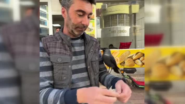 Esnaf, iş yeri önüne gelen kargayı eliyle besliyor