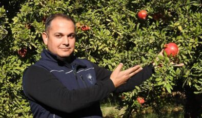 Gaziantep’te çiftçiler nar hasadına son hazırlıklarını yapıyor