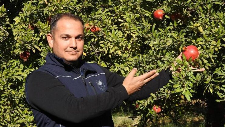 Gaziantep’te çiftçiler nar hasadına son hazırlıklarını yapıyor