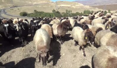 Göçerler havanın soğumasıyla dönüş yolculuğuna başladı