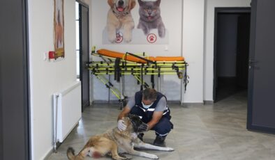 Kansere yakalanan sokak köpeği tedavi ediliyor