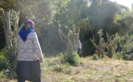 Kadınlara karşı soyunup tartışan kişi zeytin ağaçlarını kesti iddiası