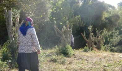 Kadınlara karşı soyunup tartışan kişi zeytin ağaçlarını kesti iddiası