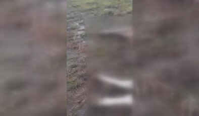 Kars’ta hayvan sürüsü üzerine yıldırım düştü