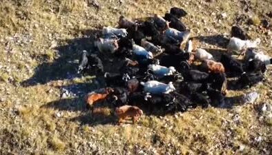 Kaybolan 52 küçükbaş hayvan dron yardımıyla bulundu