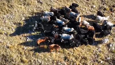 Kaybolan 52 küçükbaş hayvan dron yardımıyla bulundu