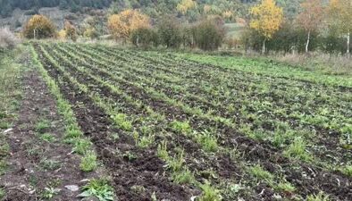 Ardahan’da kekik üretimi tarımı canlandırıyor