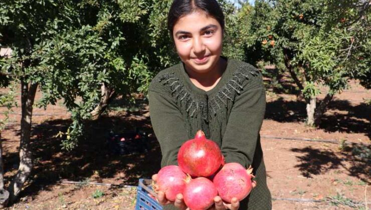 Kilis’te 8 bin dekar alanda yetiştirilen Hicaz narında hasat devam ediyo
