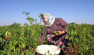 Kırsaldaki çiftçi kadınlar ev ekonomisini kalkındırıyor
