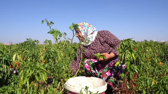 Kırsaldaki çiftçi kadınlar ev ekonomisini kalkındırıyor