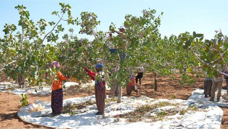Mardin Ovası’nda 20 bin dönümlük fıstık hasadı başladı