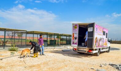 Mobil araçla 10 köpek kısırlaştırıldı