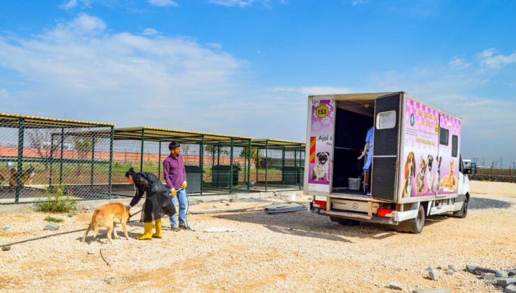 Mobil araçla 10 köpek kısırlaştırıldı