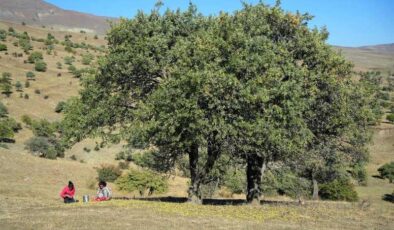 Muş’ta 110 bin Ahlat ağacında armut hasadı başladı