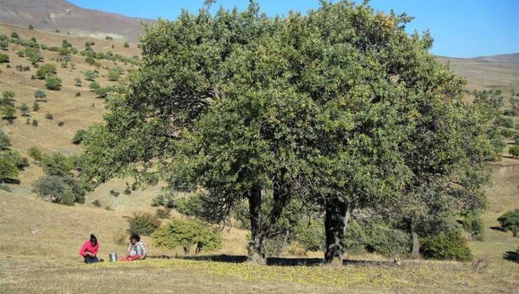 Muş’ta 110 bin Ahlat ağacında armut hasadı başladı