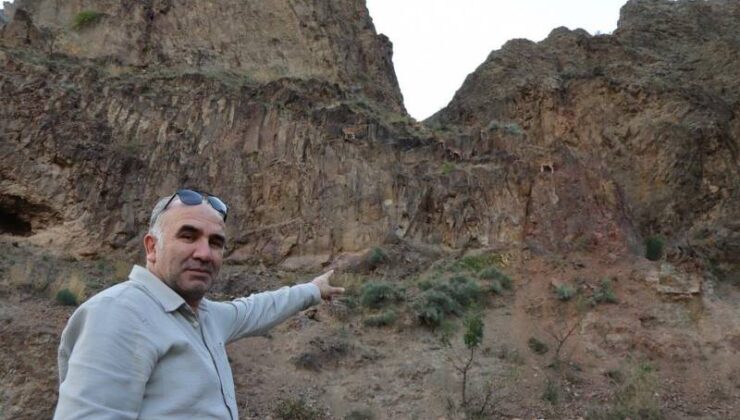 Olur’da yaban keçileri köylülerin koruması altında