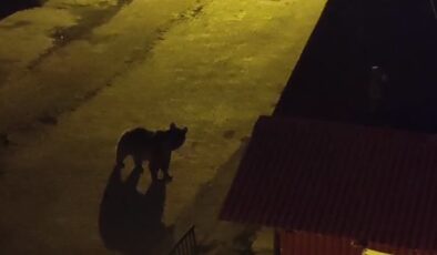 Bozayılar Sarıkamış’a indi, mahallede korku büyüyor