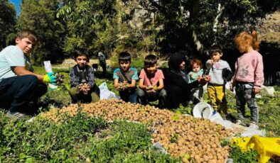 Şırnak’ta ceviz hasadı başladı