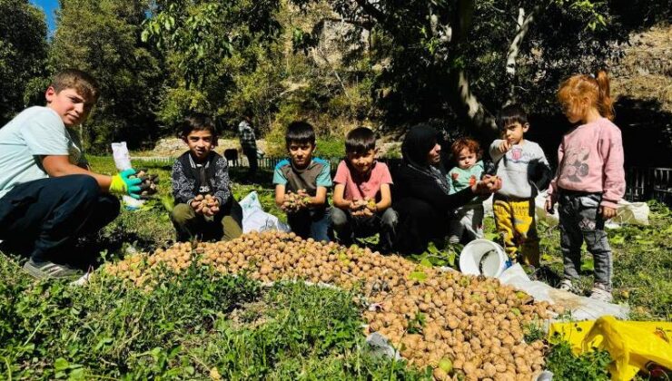 Şırnak’ta ceviz hasadı başladı