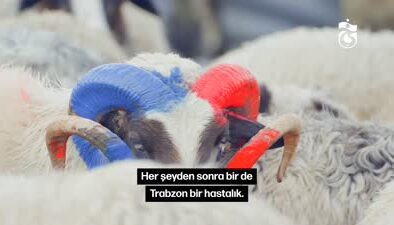 Trabzonsporlu taraftar, hayvanlarının boynuzlarını bordo-maviye boyadı
