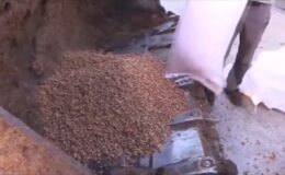 Tüketime uygun olmayan 79 ton ceviz imha edildi