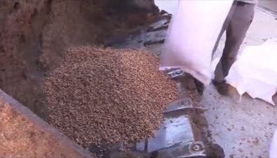 Tüketime uygun olmayan 79 ton ceviz imha edildi