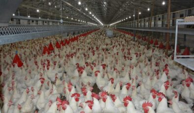 Türkiye’de kişi başına yıllık 150 yumurta tüketiliyor