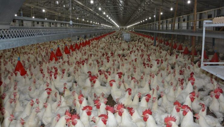 Türkiye’de kişi başına yıllık 150 yumurta tüketiliyor